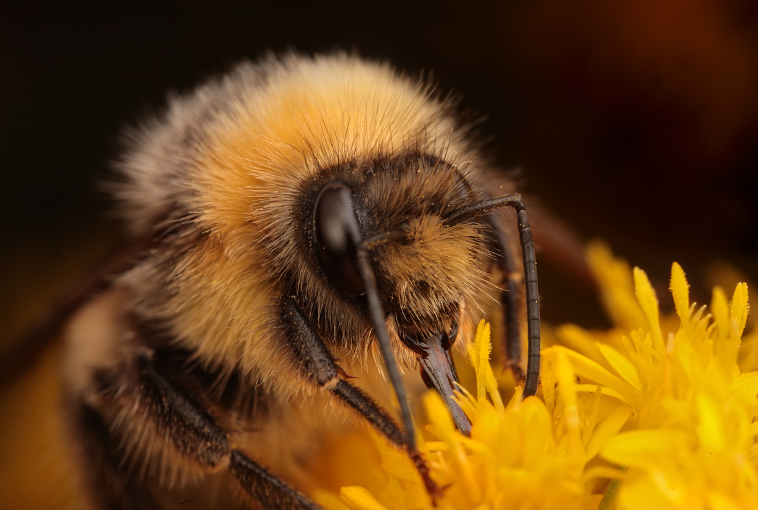 Bee Feeding